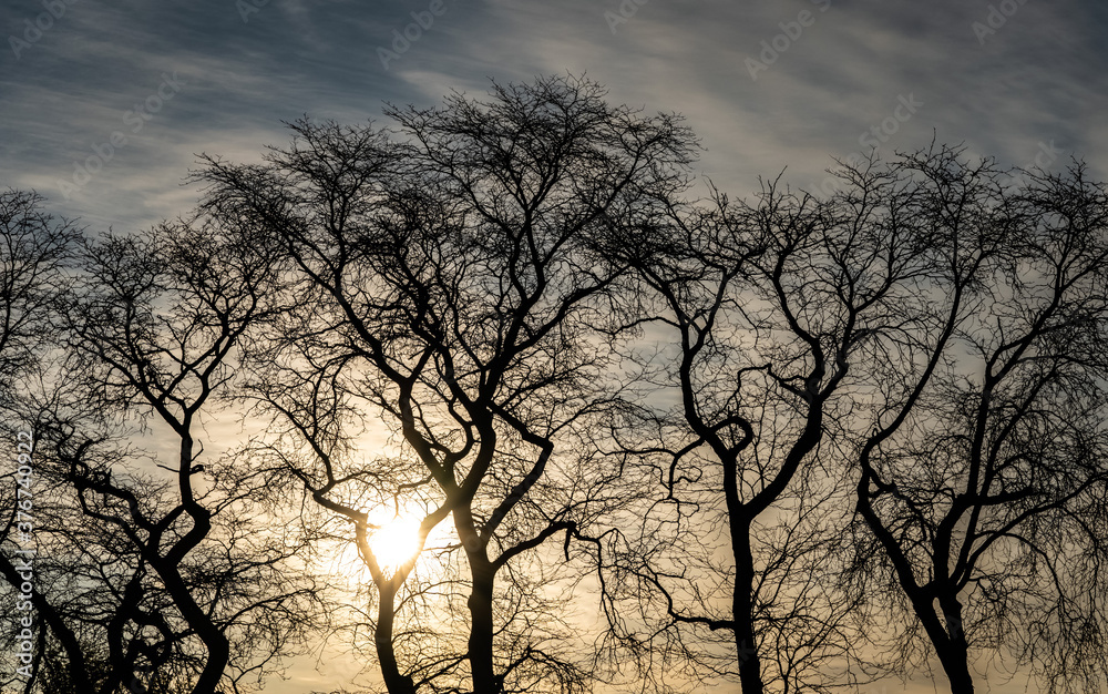 silhouette of a tree at sunset silhouette of a tree at sunset