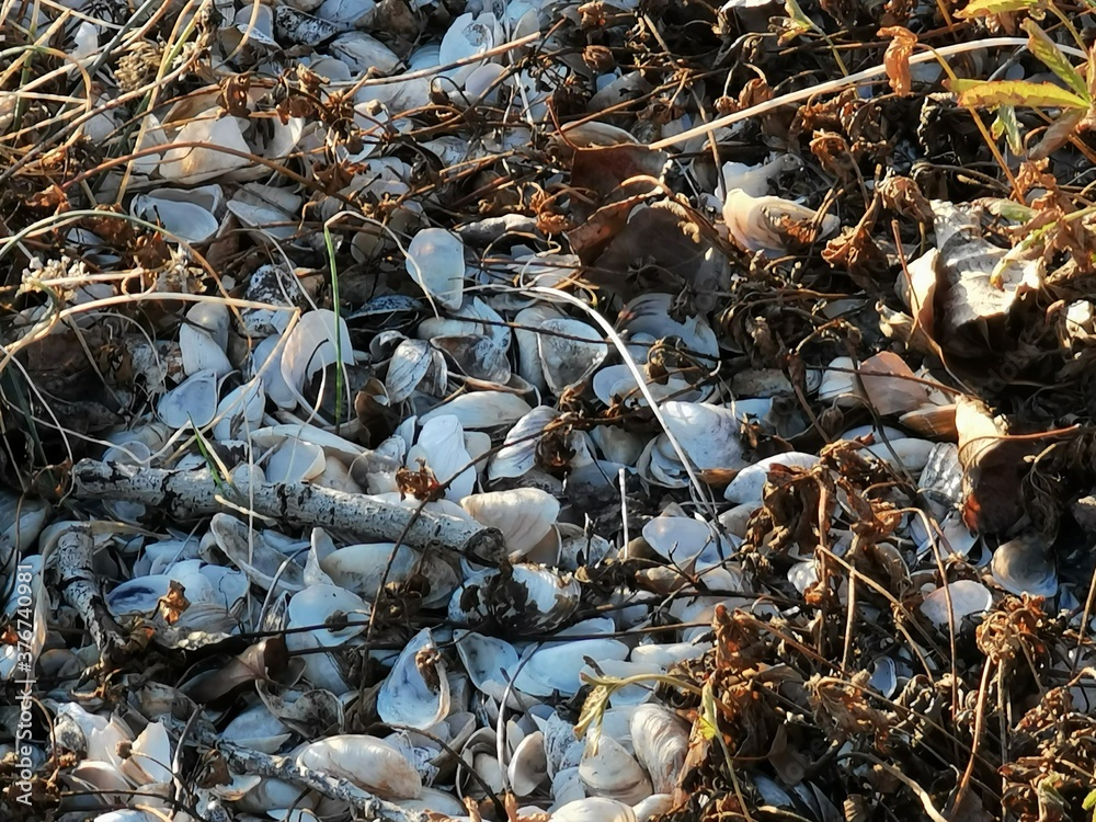 Muscheln in Hülle und Fülle am Rheinufer Muscheln in Hülle und Fülle am Rheinufer