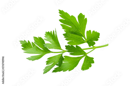 Fresh parsley isolated on a white