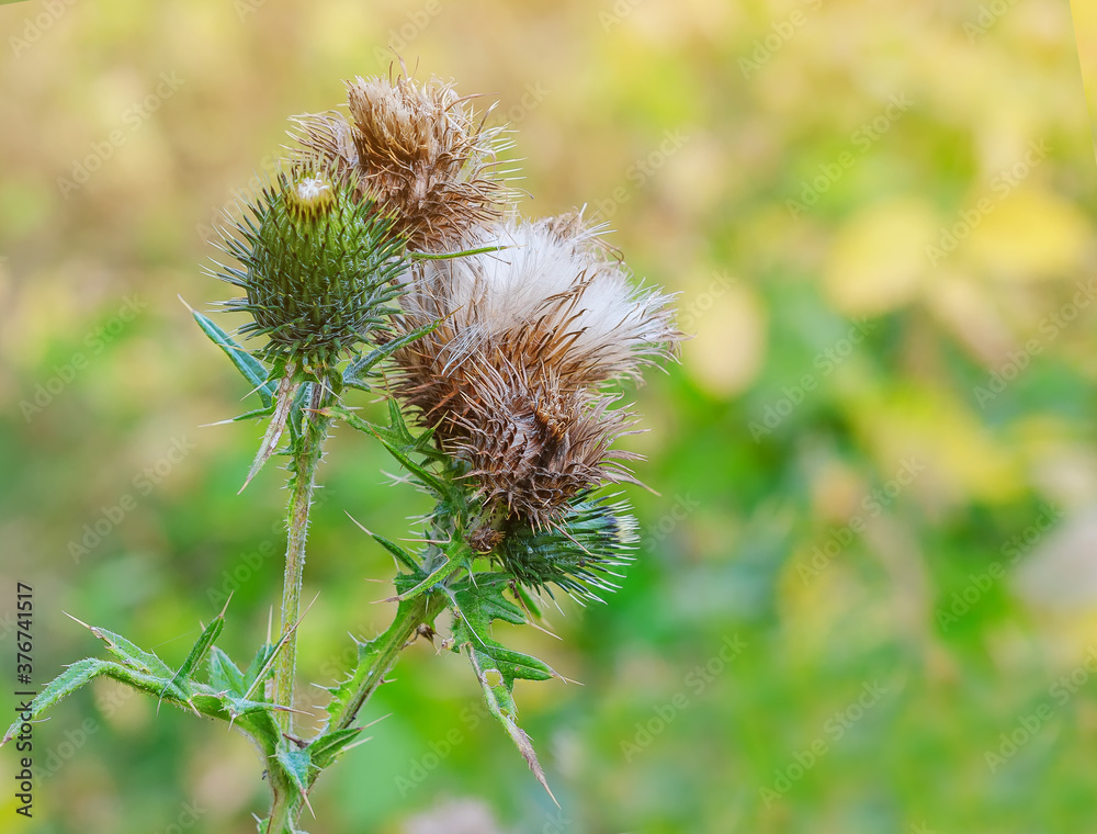 Fototapeta premium Thistle inflorescences with ripe seeds