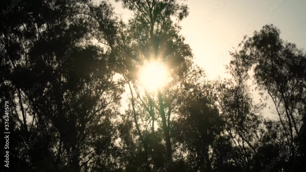 Sunset behind the big trees. Sunset behind the big trees.