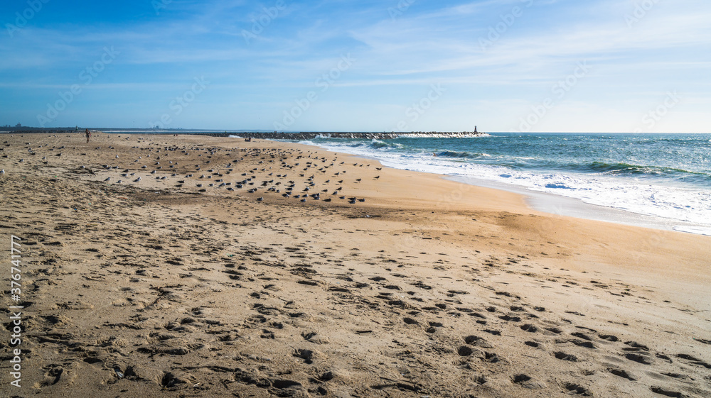 Ocean shore, footprints on a sandy beach and many seagulls lying on the sand Ocean shore, footprints on a sandy beach and many seagulls lying on the sand