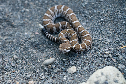 Baby rattlesnake