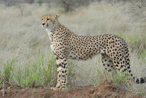 Cheetah standing