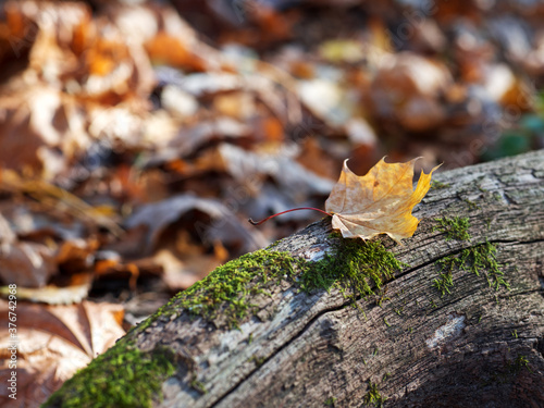 Maple yellow leaf on an old tree trunk in the forest. Autumn background