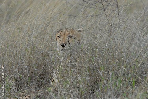 Cheetah hiding