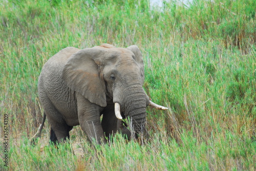 Elephant in grass