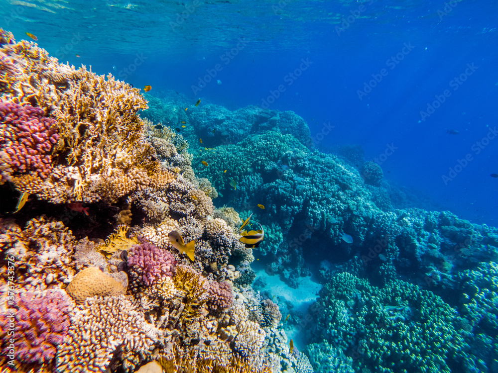 Obraz premium colorful corals and exotic fishes at the bottom of the red sea. beautiful natural summer background