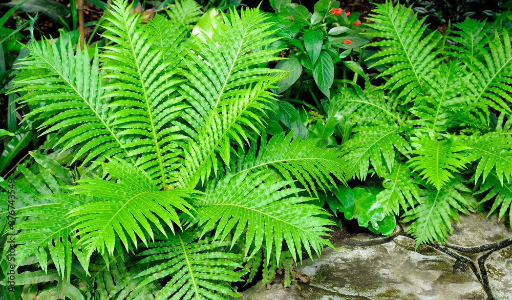 Beautiful Green fern Leaves. Gardening, landscaping design concept. Beautiful Green fern Leaves. Gardening, landscaping design concept.