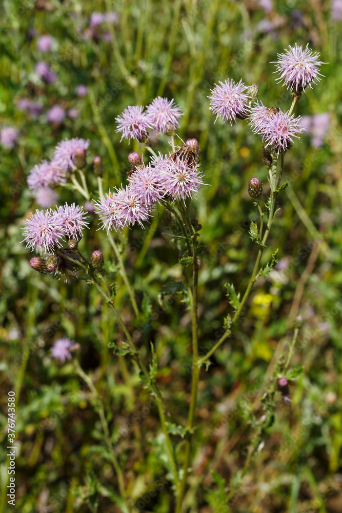 Obraz premium Acker-Kraztdiestel (Cirsium arvense) wird auch als Ackerunkraut bezeichnet