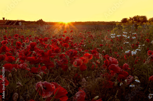 Mohn wächst auf dem Feld. photo