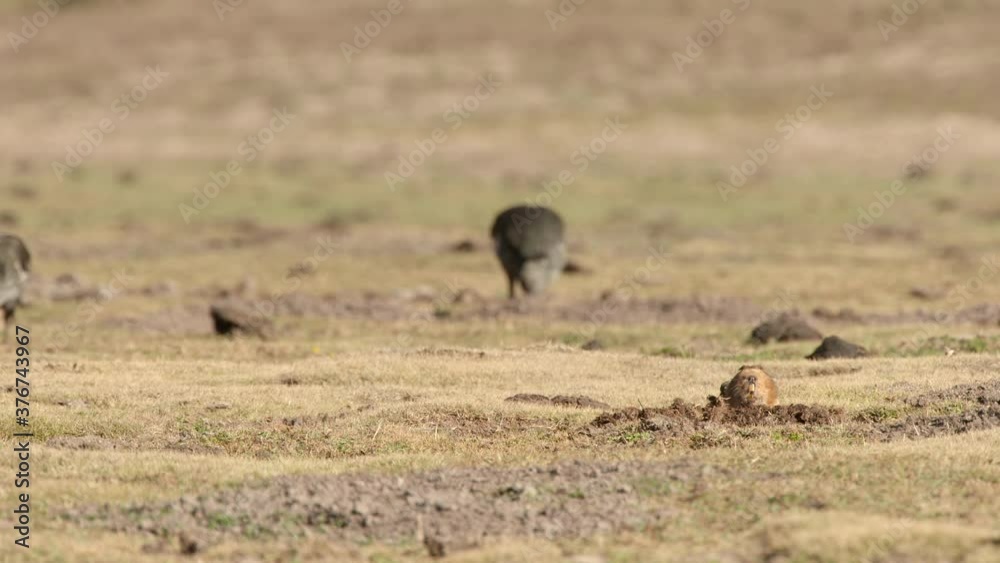 Birds foraging in plain, Ethiopia Birds foraging in plain, Ethiopia