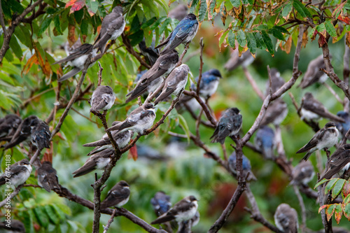 Birds in bush along side path, Palm Island  Newburyport. Ma