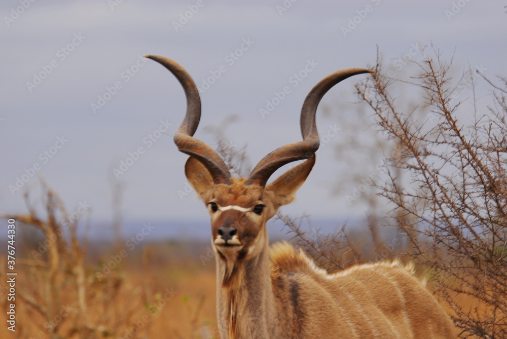 Fototapeta premium Male Kudu
