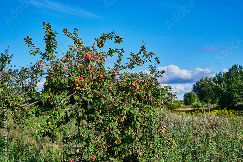 Overgrown apple tree with a lot of ripe and red apples.