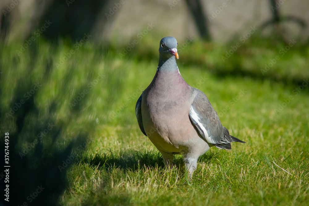 Fototapeta premium Tauben sind zu Besuch