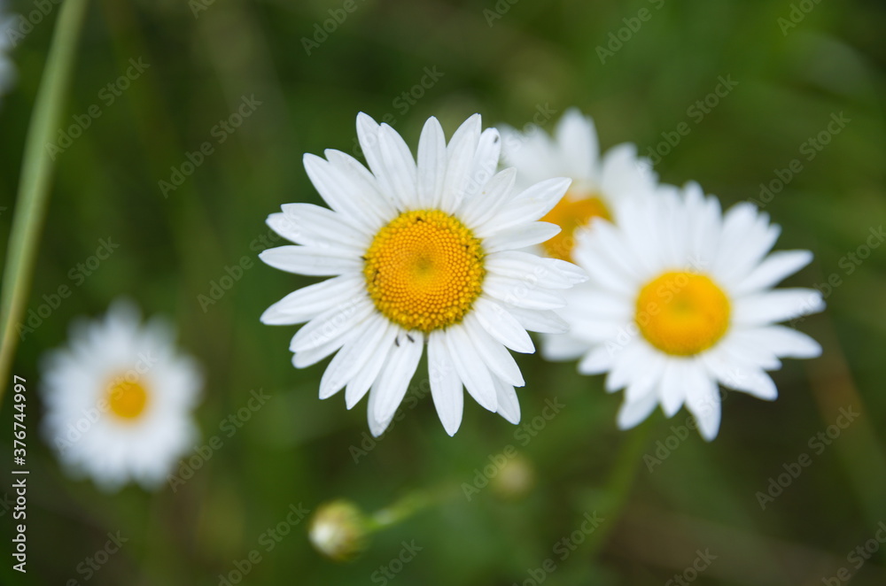 fabulous smells of warm summer fabulous smells of warm summer