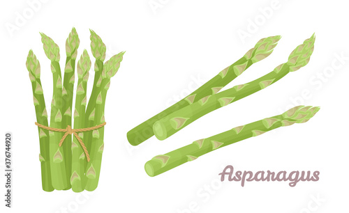 Green asparagus set. Fresh vegetables isolated on white background. Healthy food. Vector illustration in cartoon flat style.