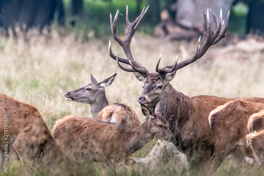 Fototapeta premium Red Deer Stags (Cervus elaphus) europe