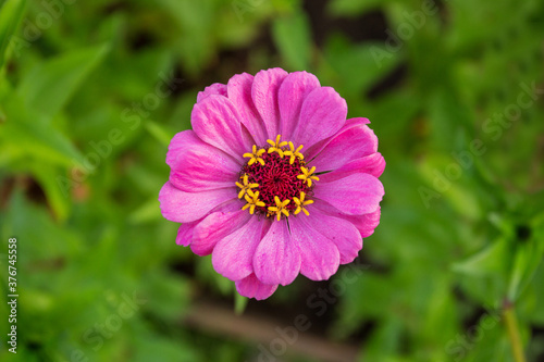 Pink zinnia flower closeup in summer garden