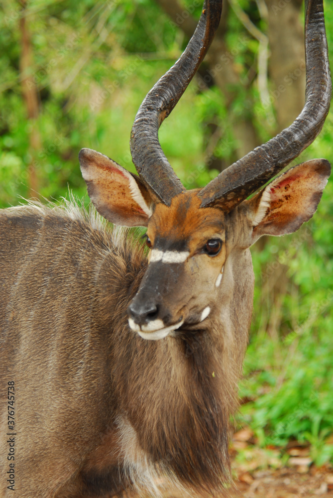 Fototapeta premium Nyala
