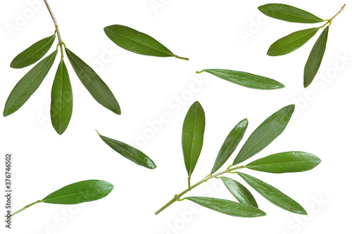olive leaves and branches on white background
