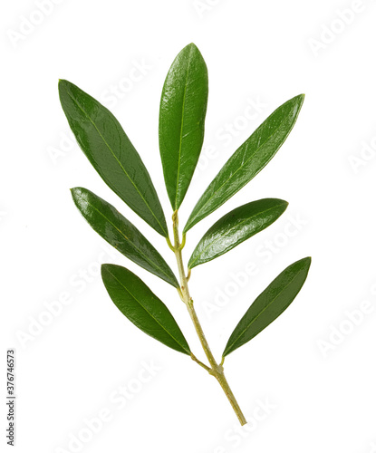 olive leaves and branches on white background
