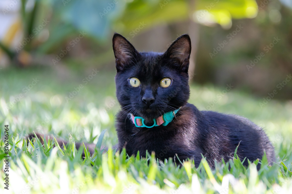 A black cat with yellow eyes and green collar enjoys the sunset in the garden of the house. Animal world. Pet lover. Cat lover .