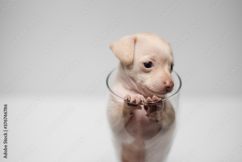Little beautiful dog looks to the side
Little beautiful dog looks to the side