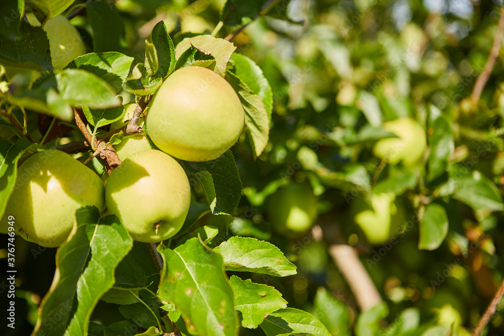 Green apples on a branch ready to be harvested, outdoors, selective focus Green apples on a branch ready to be harvested, outdoors, selective focus
