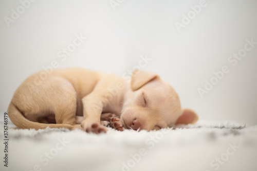  Cute toy terrier puppy sleeping on a white fluffy blanket