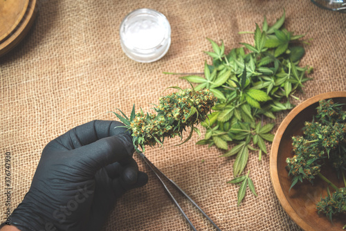 ripe cannabis buds in black-gloved hands over the table