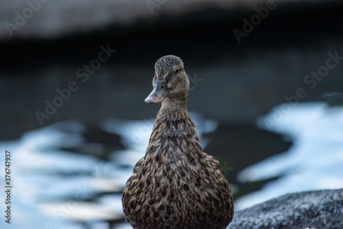 close up of domesticated mallard ducks with blue feathers  in the city in Hawaii Oahu photo