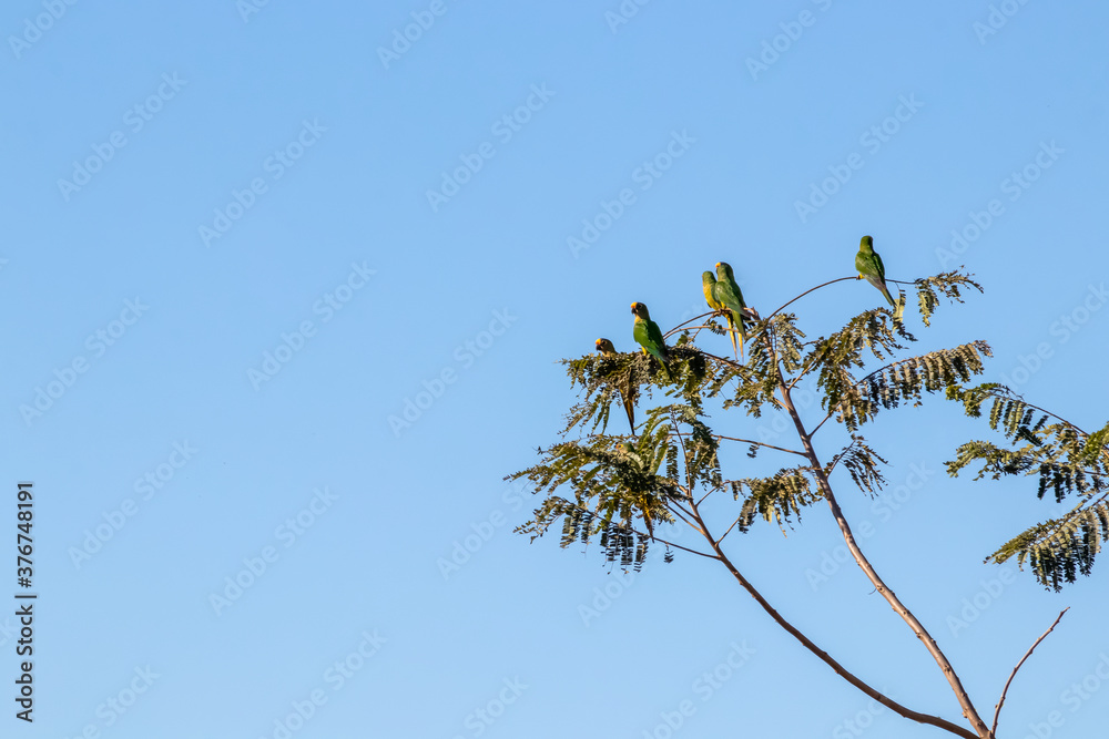 Maritacas pousadas nos galhos de árvores - Pionus Maritacas pousadas nos galhos de árvores - Pionus