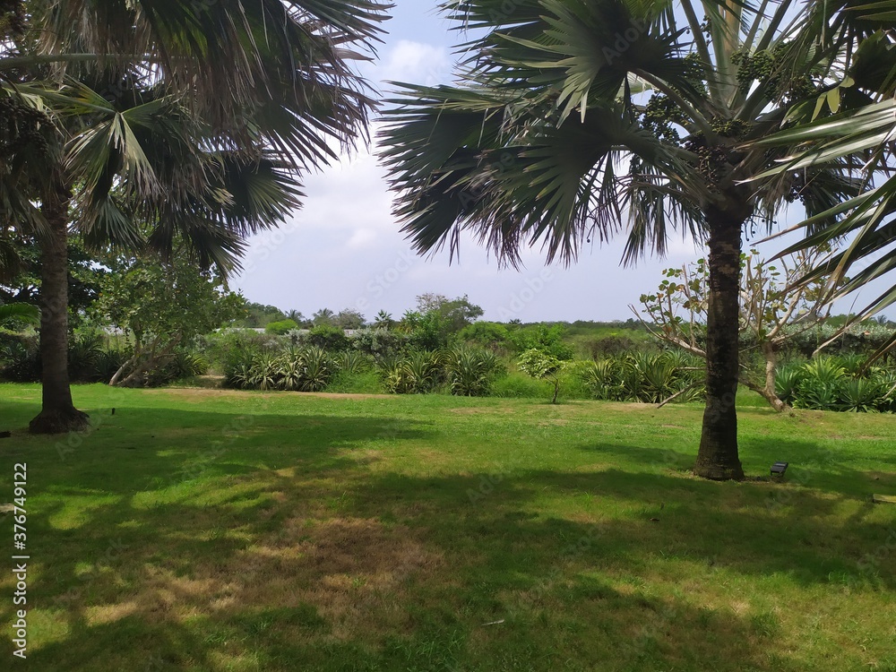 Hermoso paisaje de naturaleza tropical  palmeras arboles