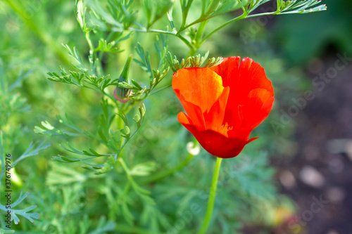 Bright and beautiful flowers Eshsholtsiya red purple photo