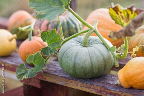 Принти на полотні green and orange pumpkins in garden or on fair