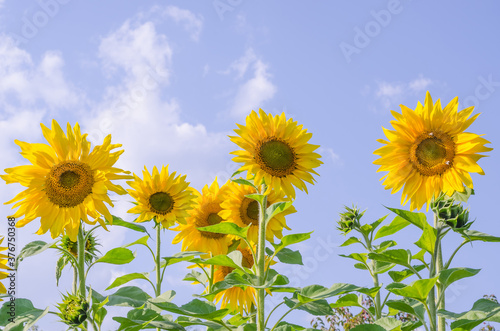 A field of blooming sunflowers against a blue sky with copy space, growing for sunflower oil, for silage.