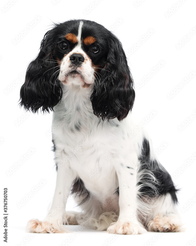 cute spaniel dog sitting and looking at camera on isolated white background cute spaniel dog sitting and looking at camera on isolated white background