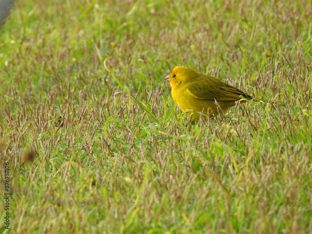 Close-up of a small yellow canary (saffron finch) in the middle of a lawn on a sunny day. It is chubby and cute. Close-up of a small yellow canary (saffron finch) in the middle of a lawn on a sunny day. It is chubby and cute.
