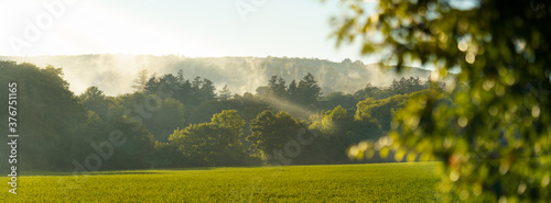 Green landscape with fog and sun rays, field, forest, sky, tree in foreground