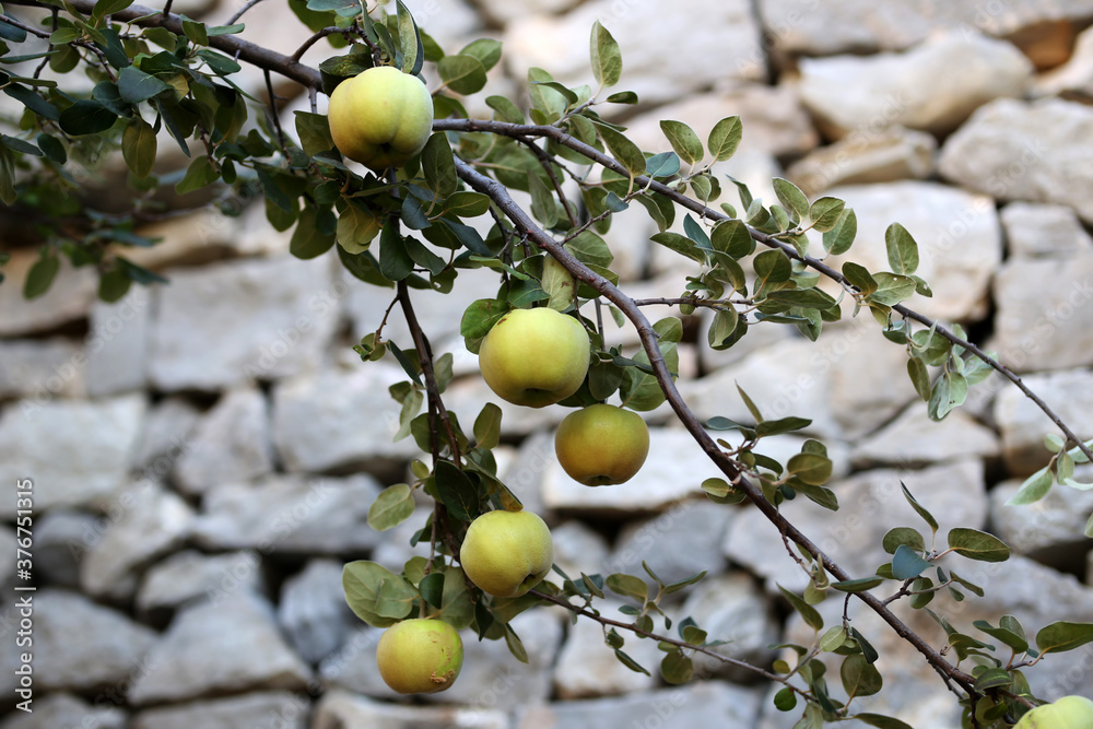 Green apples ripen on tree branches in Summer Green apples ripen on tree branches in Summer