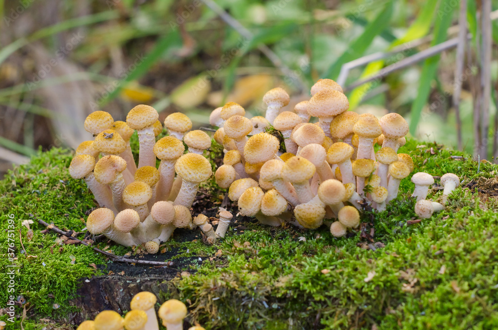 Late edible mushrooms honey agarics on a hemp covered with moss. Autumn mushroom picking