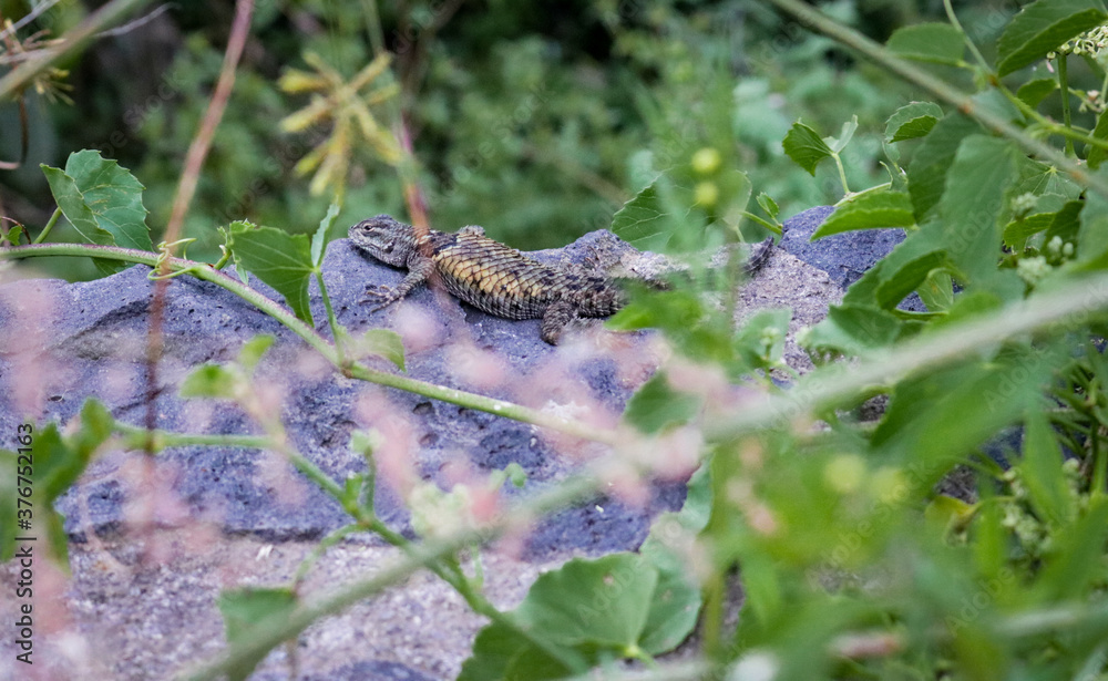 Lizard on a rock Lizard on a rock