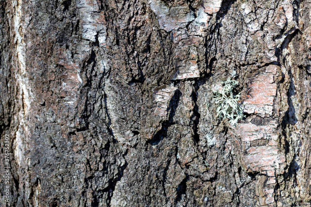 Bark of an old birch close-up. Wood surface. Nature texture. Bark of an old birch close-up. Wood surface. Nature texture.