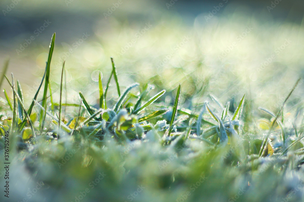 the green grass was covered with frost. the first frosts in late autumn
