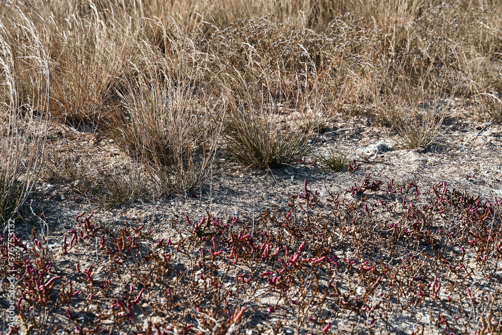 Obraz premium wild dry grass in autumn season as background, bright landscape