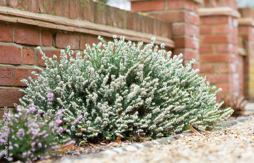 Heathers, heather plants in flower in a garden, UK