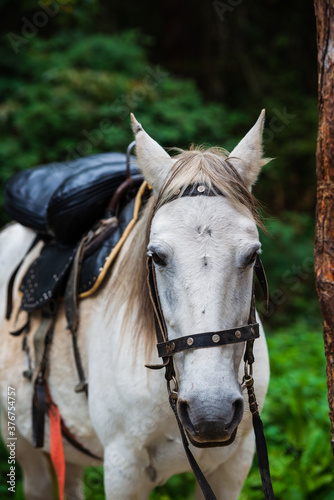 Portrait of white horse standing in forest, Armenia