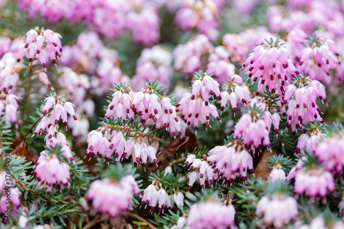 Pink heathers close up, detail of winter heather in flower